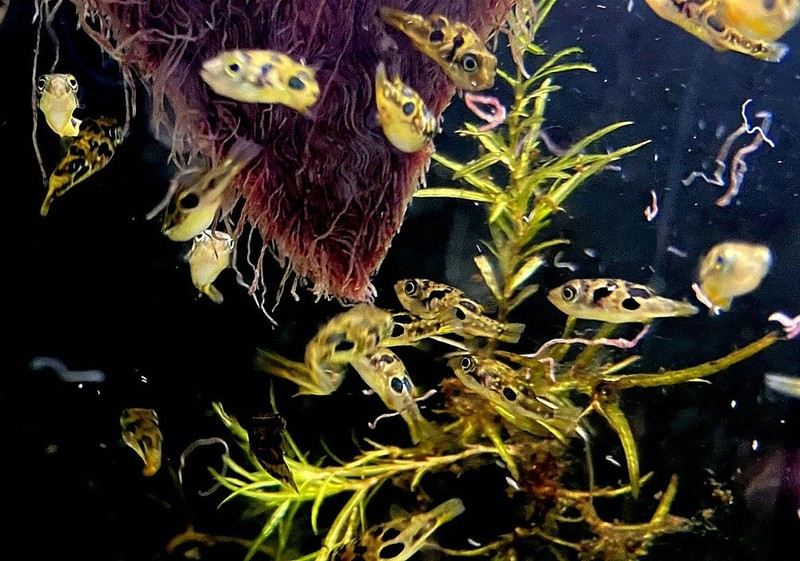 Erbsenkugelfisch - Carinotetraodon travancoricus aqua-teck
