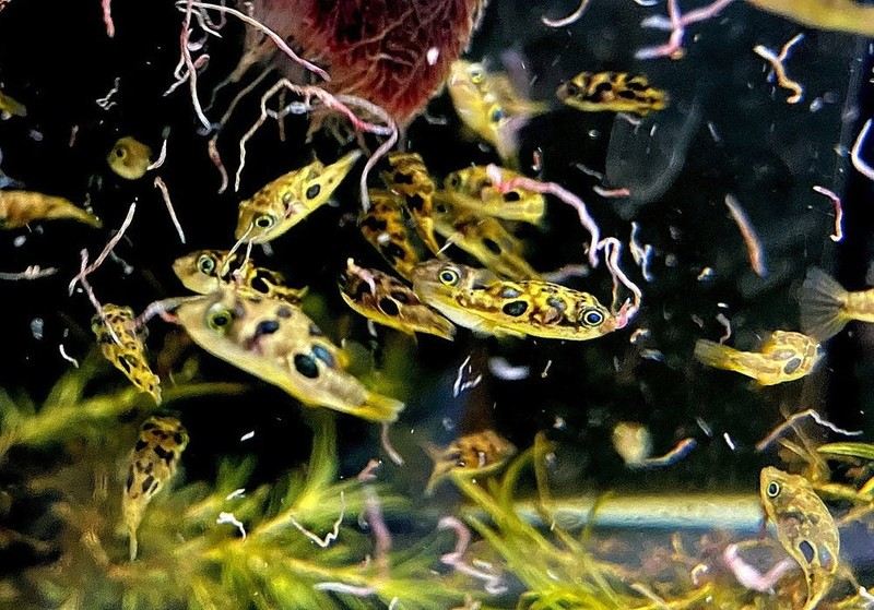 Erbsenkugelfisch - Carinotetraodon travancoricus aqua-teck