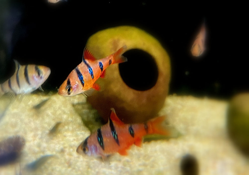 Fünfgürtelbarbe Barbus pentazona — AQUA TECK