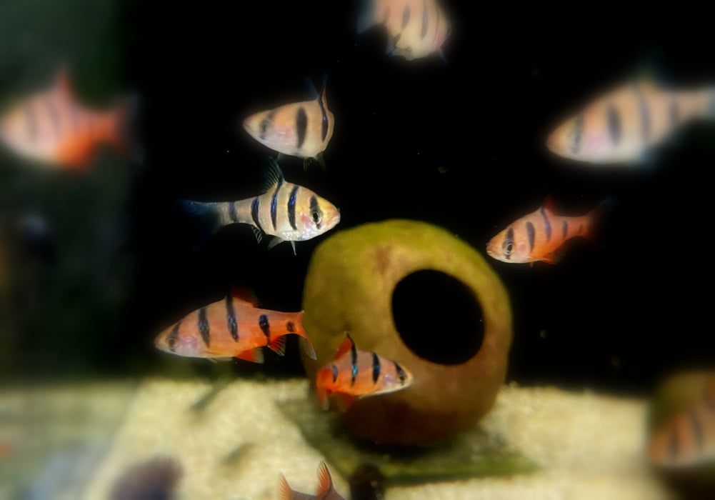 Fünfgürtelbarbe - Barbus pentazona