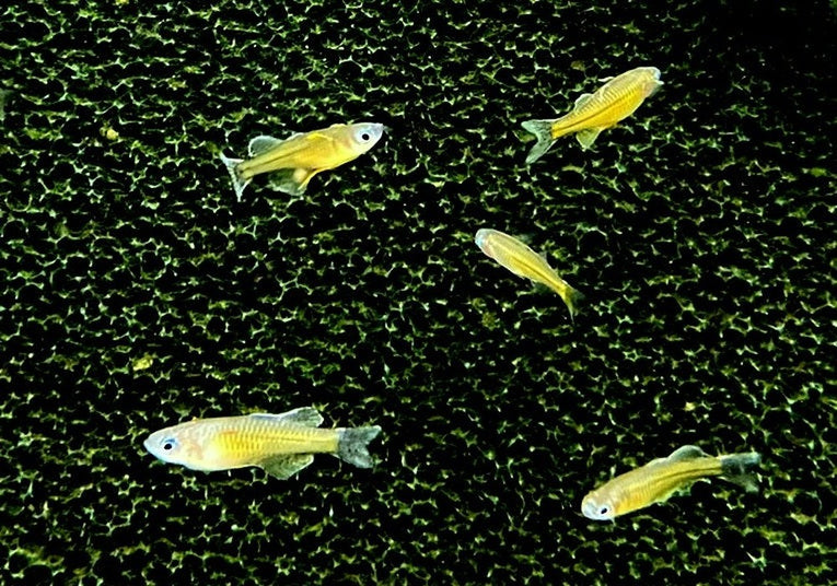 Geflecktes Blauauge Pseudomugil gertrudae — AQUA TECK