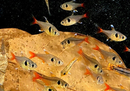 Gelber Phantomsalmler - Hyphessobrycon roseus image