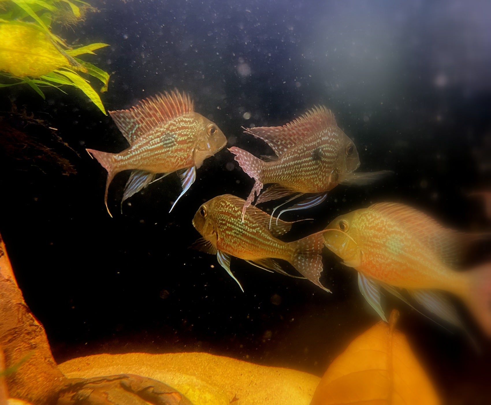 zzz ZUCHTGRUPPE Svens Erdfresser - Geophagus sveni aqua-teck