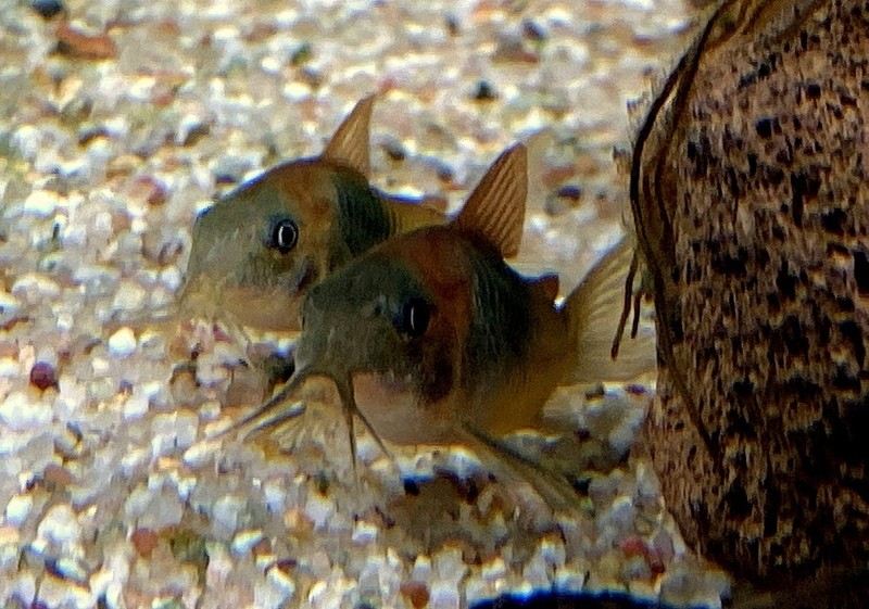 Venezuelapanzerwels 'orange' - Osteogaster Corydoras venezuelanus aqua-teck