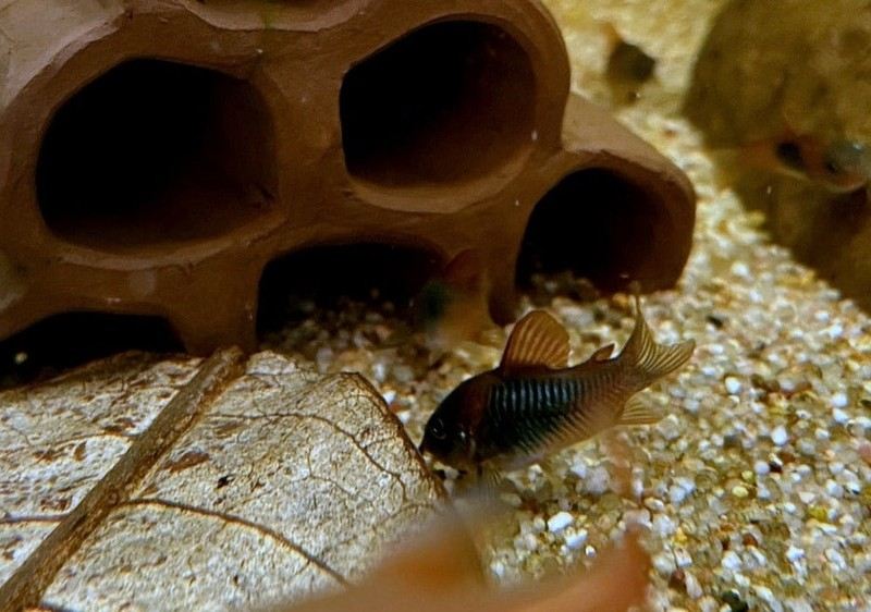 Venezuelapanzerwels 'orange' - Osteogaster Corydoras venezuelanus aqua-teck