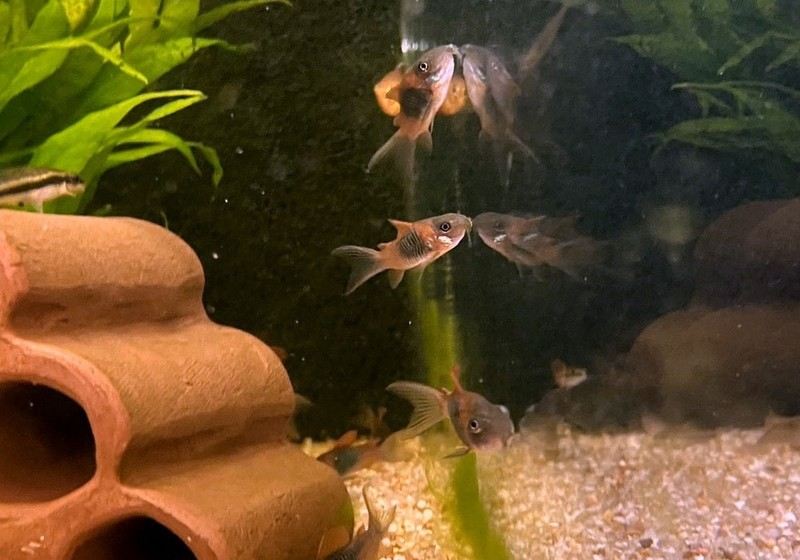 Venezuelapanzerwels 'orange' - Osteogaster Corydoras venezuelanus aqua-teck