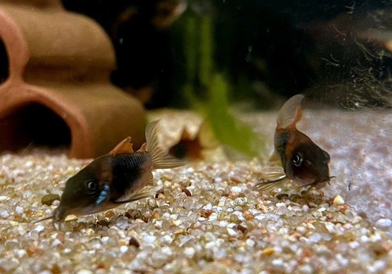 Venezuelapanzerwels 'orange' - Osteogaster Corydoras venezuelanus aqua-teck