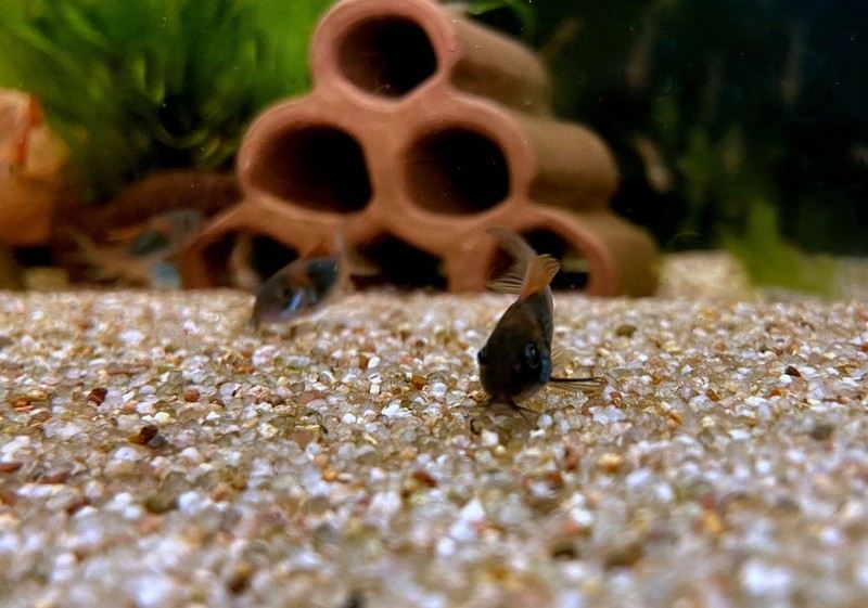 Venezuelapanzerwels 'orange' - Osteogaster Corydoras venezuelanus aqua-teck