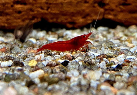 Bloody Mary Garnele - Neocaridina davidi image