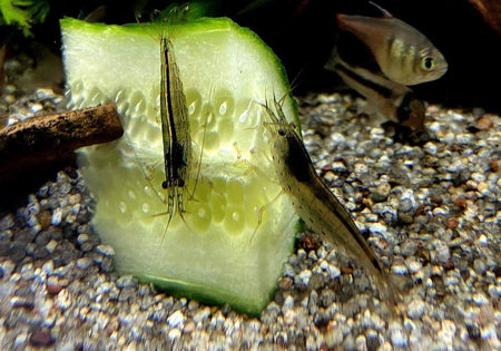 Amanogarnele - Caridina japonica image