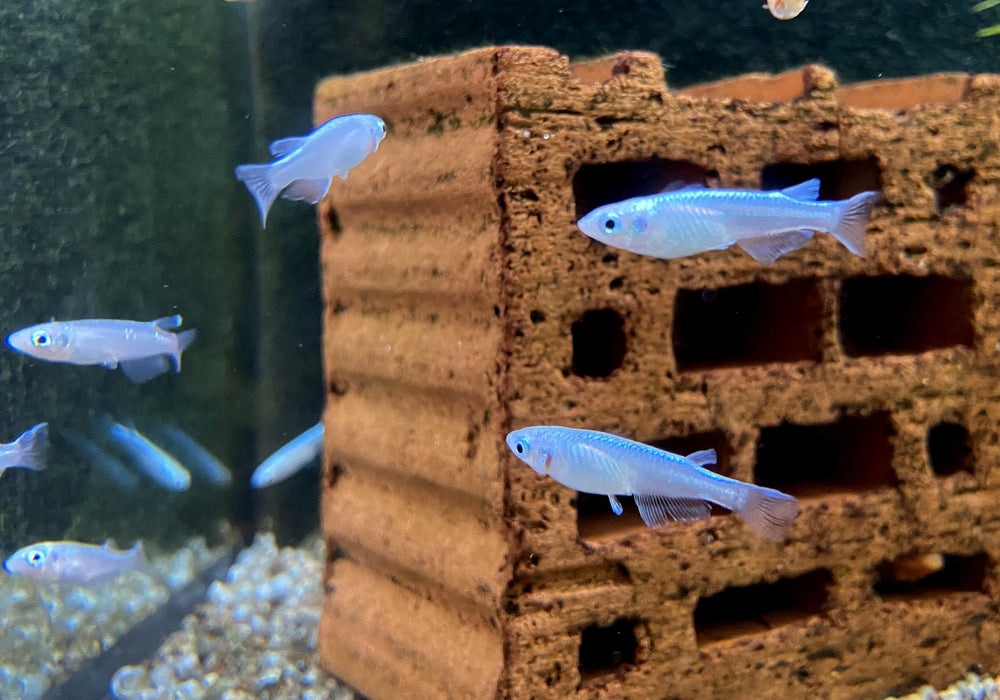 Medaka / Japanischer Reisfisch "Blue" - Oryzias latipes
