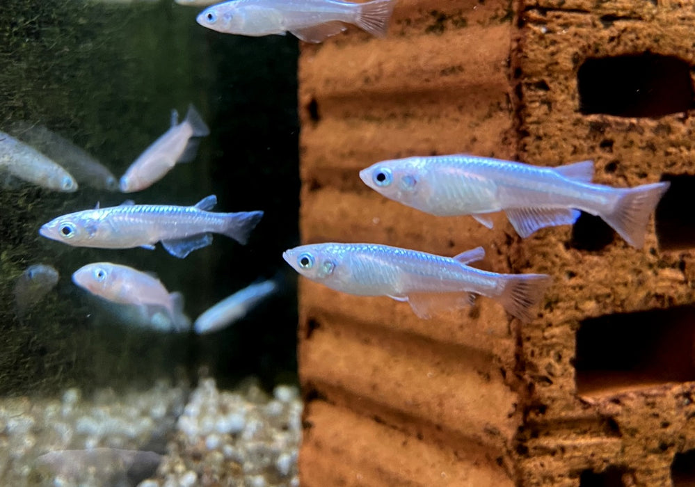 Medaka / Japanischer Reisfisch "Blue" - Oryzias latipes