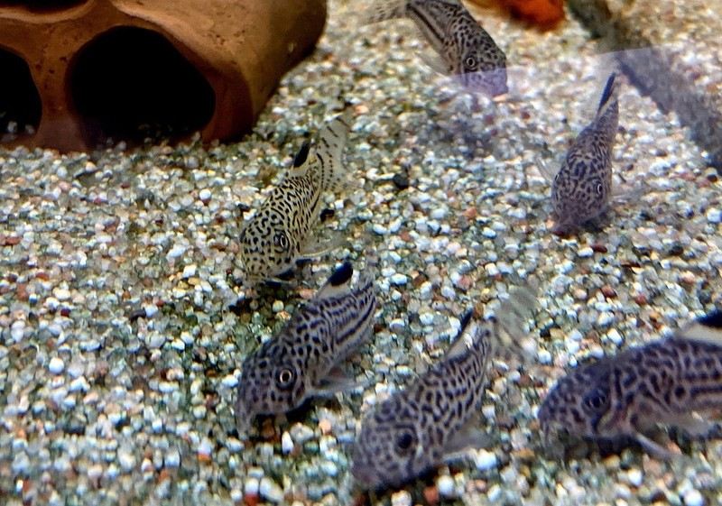 Juli-Panzerwels / Dreilinienpanzerwels - Hoplisoma Corydoras julii ggf. trilineatus aqua-teck