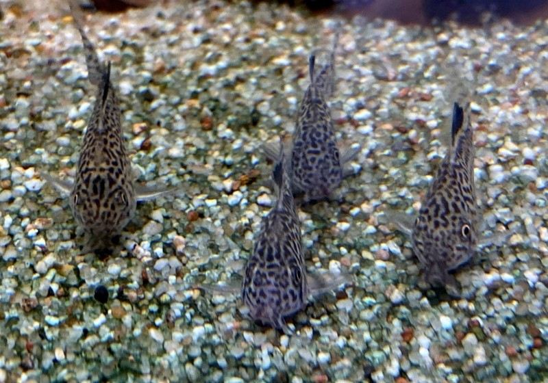 Juli-Panzerwels / Dreilinienpanzerwels - Hoplisoma Corydoras julii ggf. trilineatus aqua-teck
