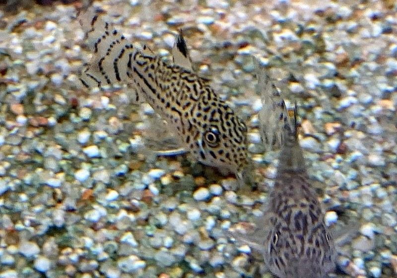 Juli-Panzerwels / Dreilinienpanzerwels - Hoplisoma Corydoras julii ggf. trilineatus aqua-teck