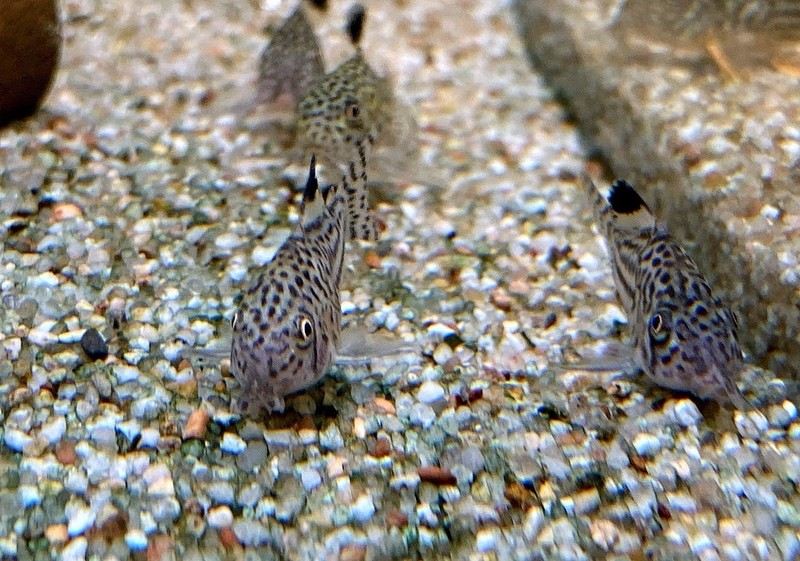 Juli-Panzerwels / Dreilinienpanzerwels - Hoplisoma Corydoras julii ggf. trilineatus aqua-teck