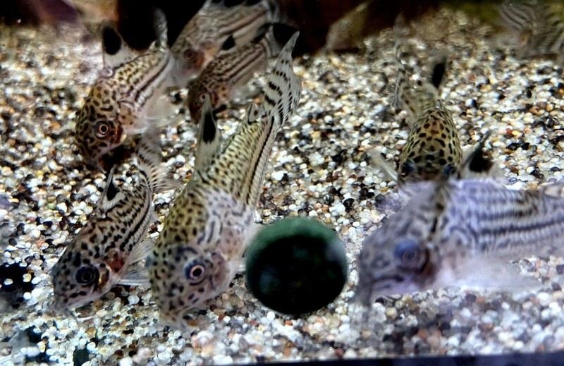 Juli-Panzerwels / Dreilinienpanzerwels - Hoplisoma Corydoras julii ggf. trilineatus aqua-teck