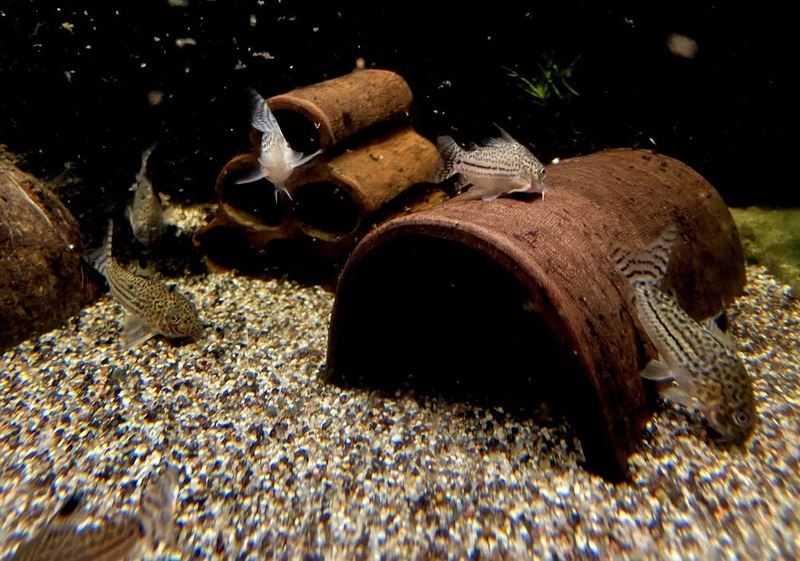 Juli-Panzerwels / Dreilinienpanzerwels - Hoplisoma Corydoras julii ggf. trilineatus aqua-teck