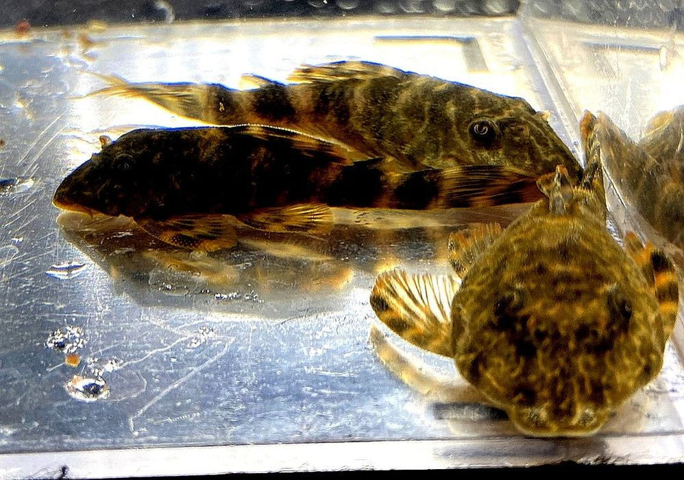 L-Welse (Harnischwelse) für Ihr Aquarium bei AQUA TECK kaufen