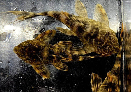 L104 Maccus Zwergschilderwels - Panaqolus aff. image