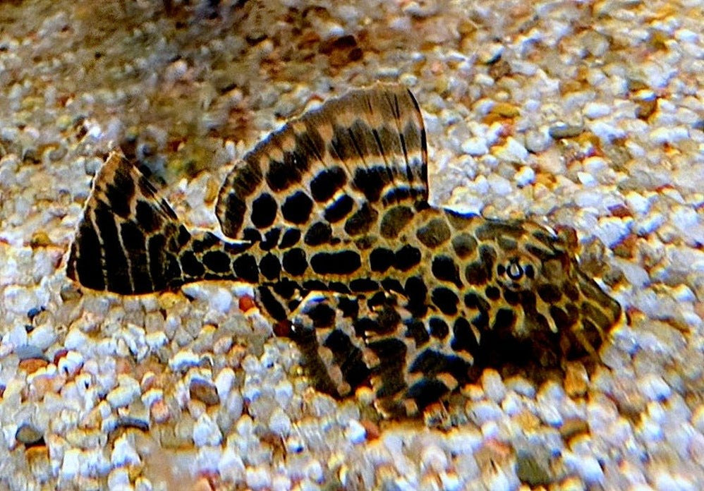 L-Welse (Harnischwelse) für Ihr Aquarium bei AQUA TECK kaufen