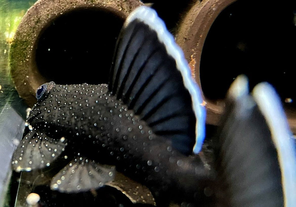 L-Welse (Harnischwelse) für Ihr Aquarium bei AQUA TECK kaufen