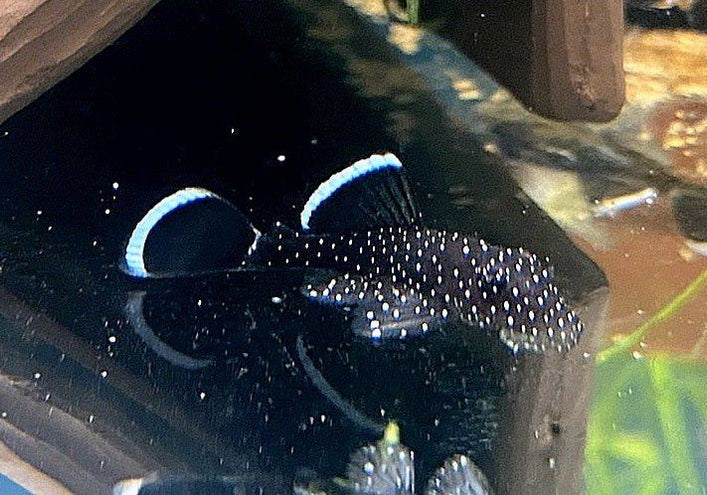 L-Welse (Harnischwelse) für Ihr Aquarium bei AQUA TECK kaufen