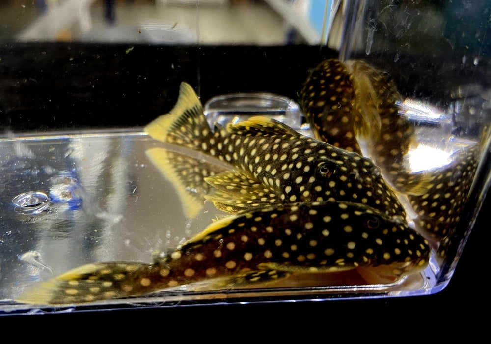 L18 Golden Nugget Wels / Orangesaum-Prachtharnischwels - Baryancistrus ... L18 Golden Nugget Wels / Orangesaum-Prachtharnischwels - Baryancistrus ...