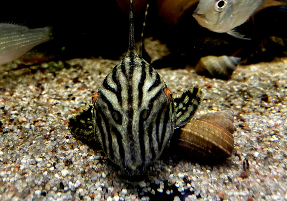 L190 Royal Pleco - L190 Panaque nigrolineatus