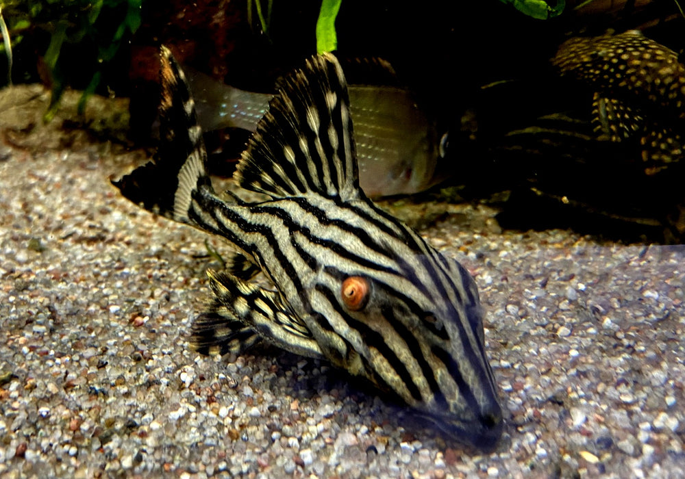 L190 Royal Pleco - L190 Panaque nigrolineatus