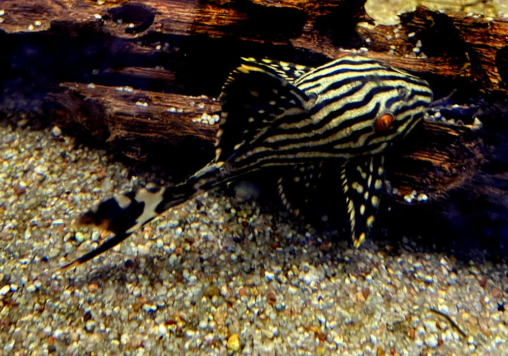 L190 Royal Pleco - L190 Panaque nigrolineatus