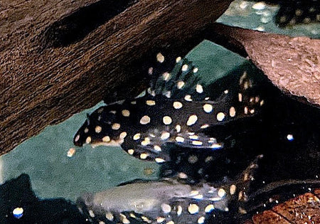 L201 'Big Spot'-Orinoco-Engelsharnischwels - Hypancistrus spec. L 201 image