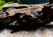 L264 Weißspitzen-Rüsselzahnwels - Leporacanthicus joselimai aqua-teck