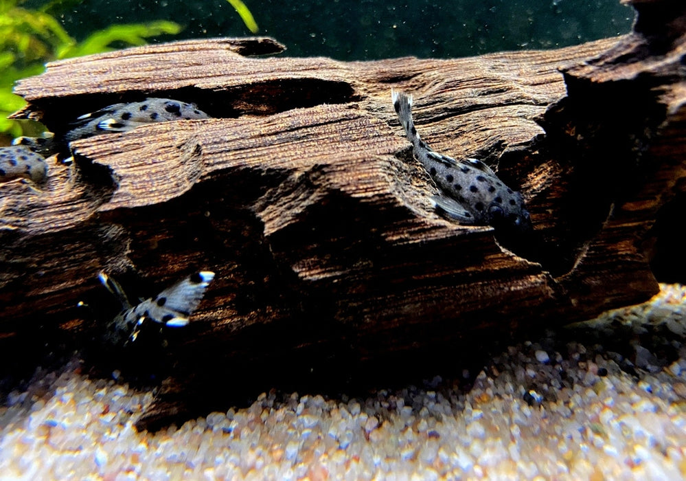 L264 Weißspitzen-Rüsselzahnwels - Leporacanthicus joselimai aqua-teck