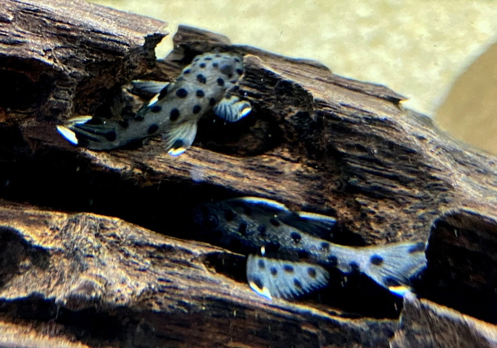 L264 Weißspitzen-Rüsselzahnwels - Leporacanthicus joselimai aqua-teck