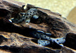 L264 Weißspitzen-Rüsselzahnwels - Leporacanthicus joselimai aqua-teck