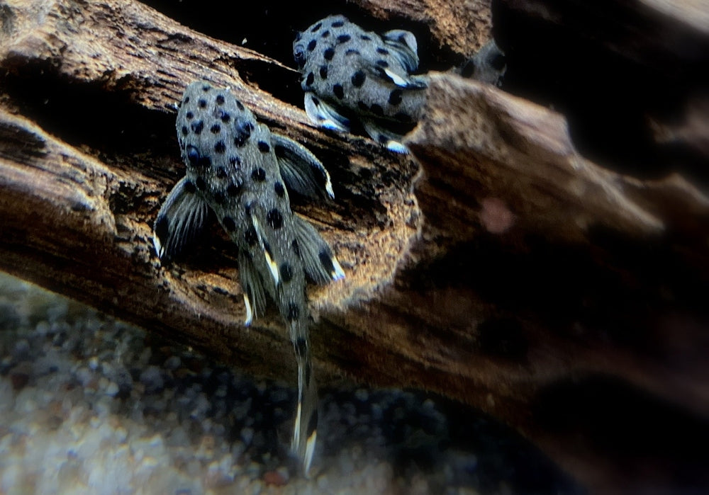 L264 Weißspitzen-Rüsselzahnwels - Leporacanthicus joselimai aqua-teck