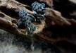 L264 Weißspitzen-Rüsselzahnwels - Leporacanthicus joselimai aqua-teck
