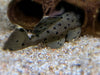 L264 Weißspitzen-Rüsselzahnwels - Leporacanthicus joselimai aqua-teck