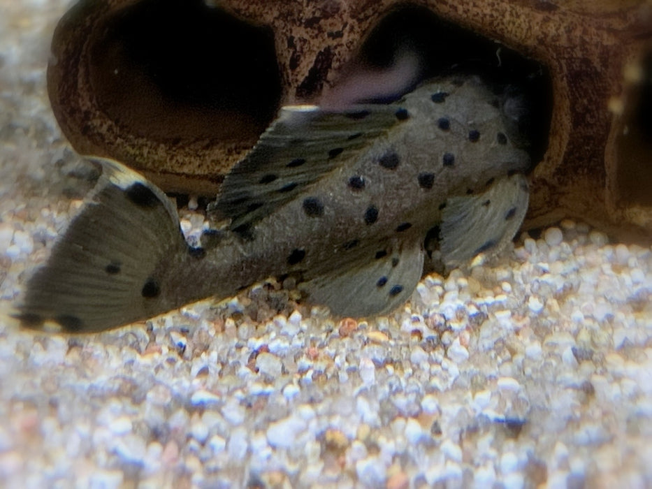 L264 Weißspitzen-Rüsselzahnwels - Leporacanthicus joselimai aqua-teck