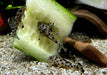 L264 Weißspitzen-Rüsselzahnwels - Leporacanthicus joselimai aqua-teck