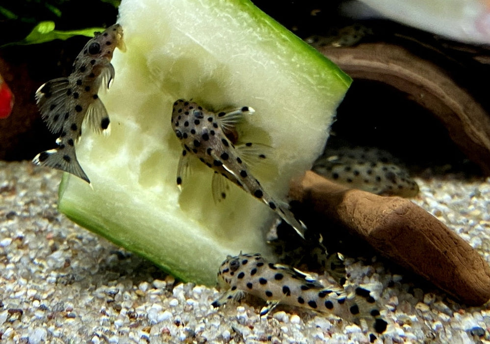 L264 Weißspitzen-Rüsselzahnwels - Leporacanthicus joselimai aqua-teck