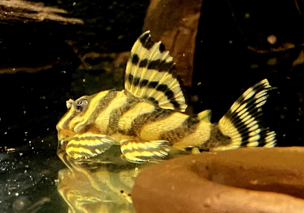 L-Welse (Harnischwelse) für Ihr Aquarium bei AQUA TECK kaufen