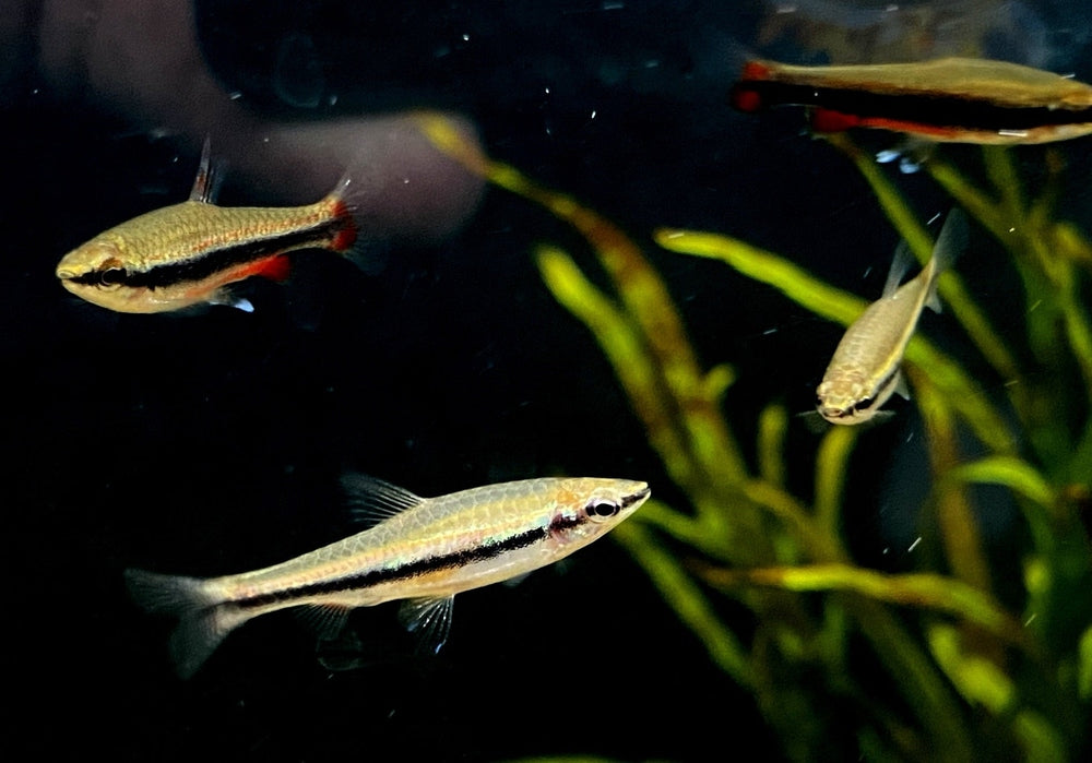 Längsbandziersalmler L - Nannostomus beckfordi aqua-teck
