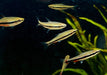 Längsbandziersalmler L - Nannostomus beckfordi aqua-teck