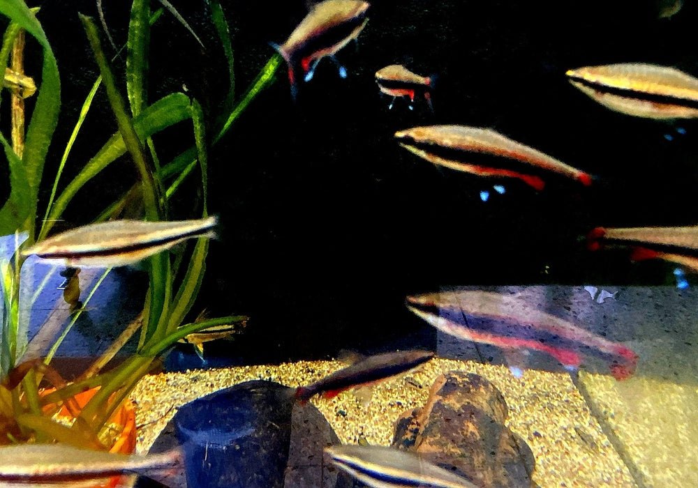 Längsbandziersalmler L - Nannostomus beckfordi aqua-teck