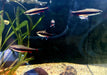 Längsbandziersalmler L - Nannostomus beckfordi aqua-teck