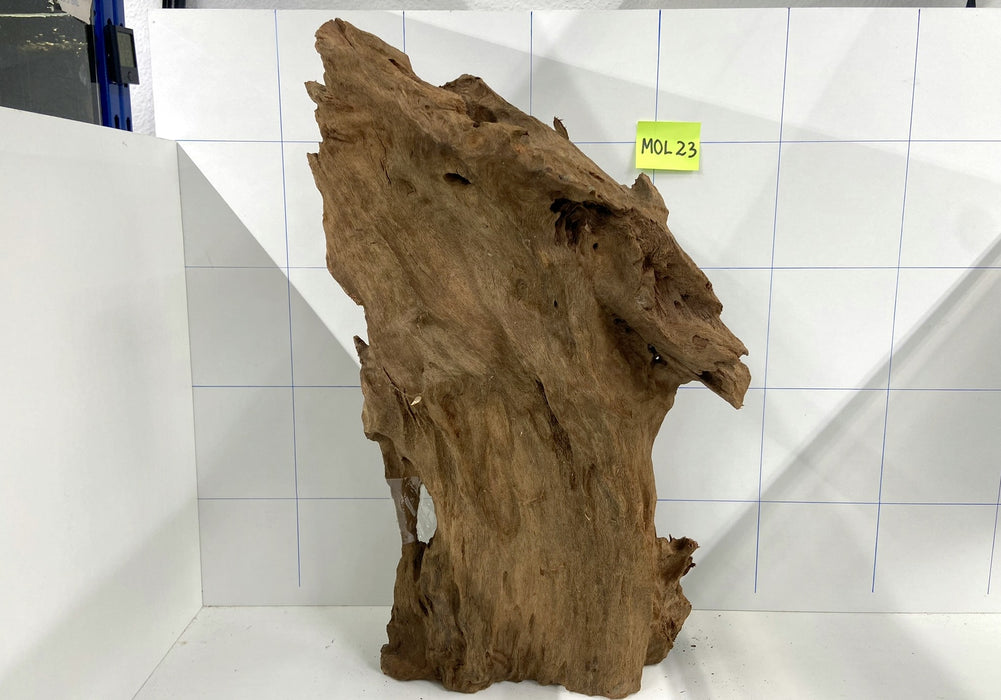 MOL23 Mangrovenwurzel Large (40-60 cm)