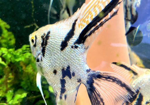 Marble Diamond Skalar - Pterophyllum scalare aqua-teck