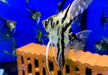 Marmor-Skalar - Pterophyllum scalare aqua-teck